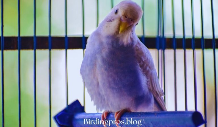 Pet Bird Nutrition