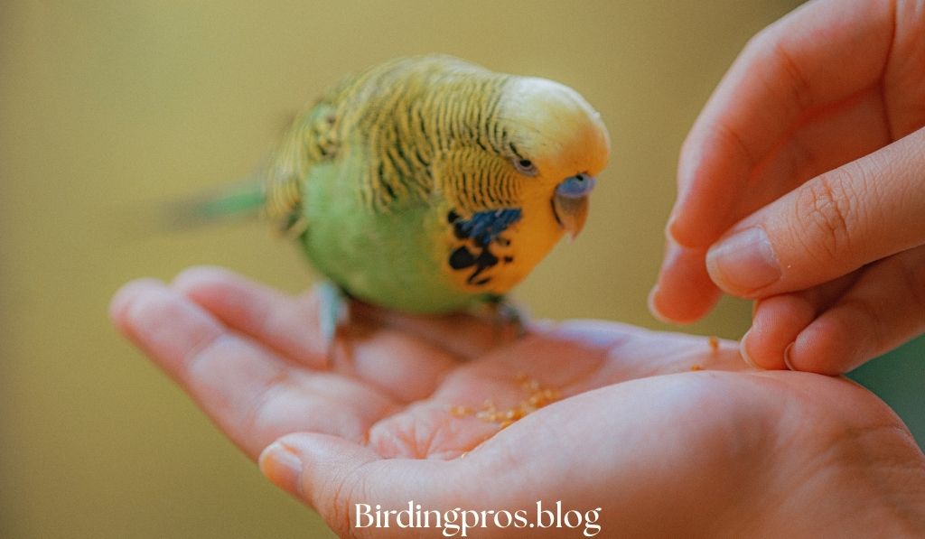 Role of Nutrition in Avian Health