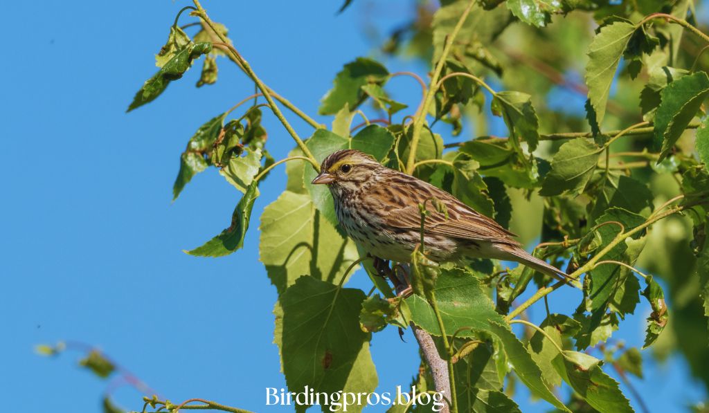 Savannah Sparrow