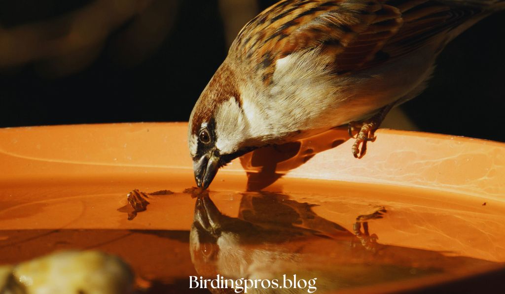Seasonal Considerations for Sparrow Feeding