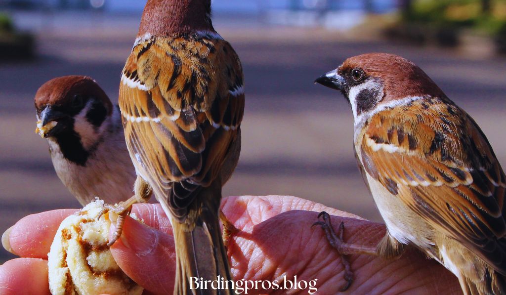 Sparrow Diets