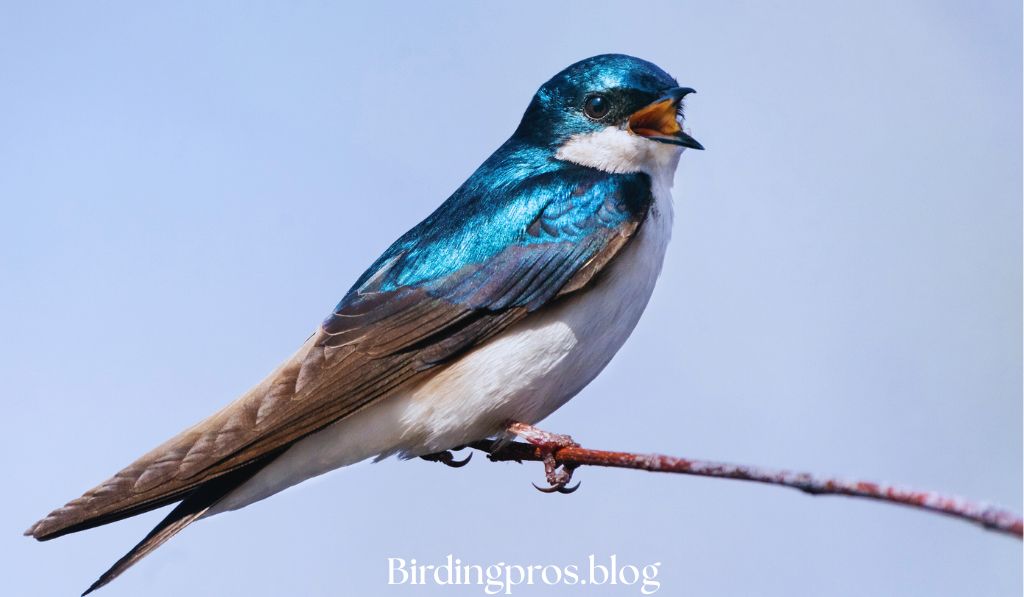 Tree Swallows