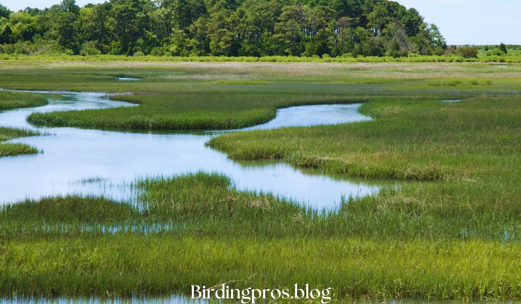 Wetlands and Marshes Havens for Water-Loving Birds