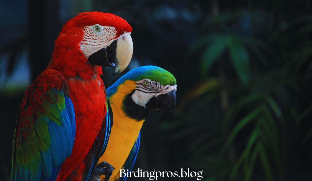 birds health